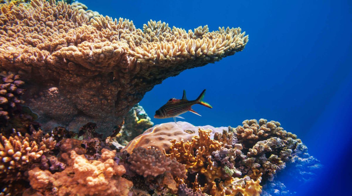 Reef Safe Sunscreen: Why Make the Switch - Sky and Sol