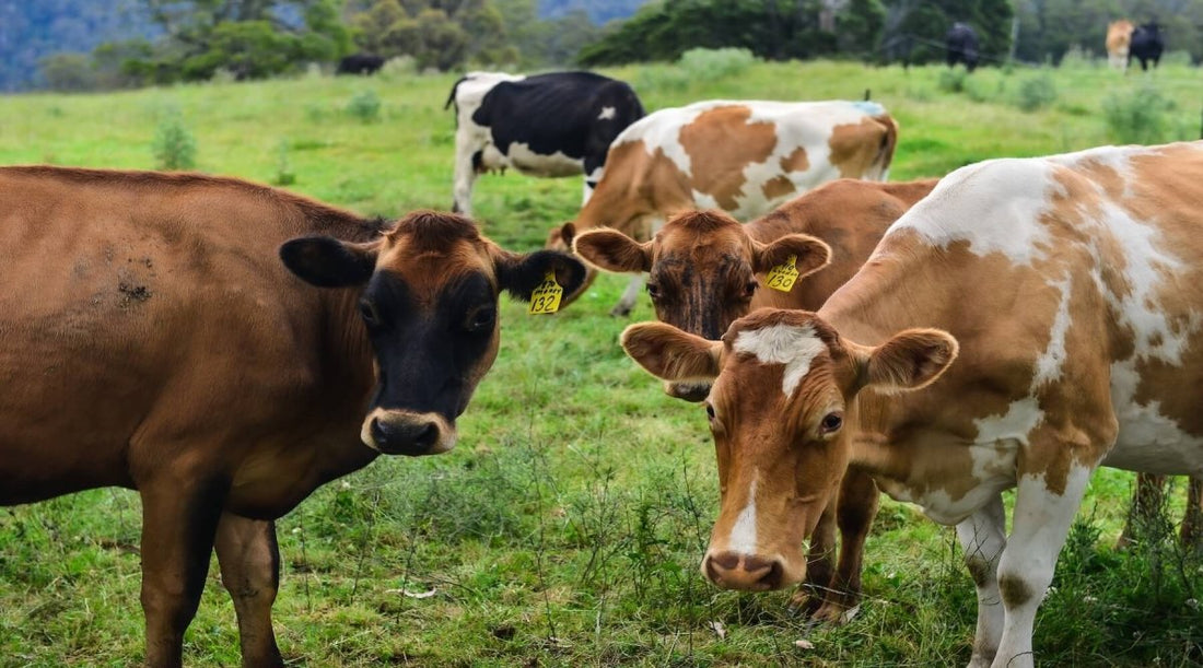 Regenerative Agriculture Ushers in a Sustainable Farming Era - Sky and Sol