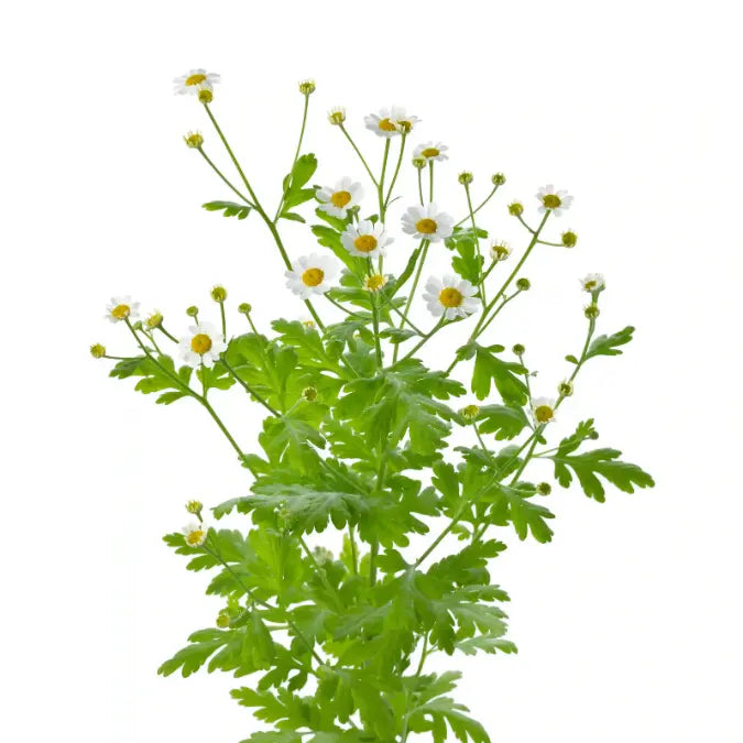 Chrysanthemum Parthenium.webp__PID:3f1fdf97-325a-4a6f-836f-c3f39b4c4df8