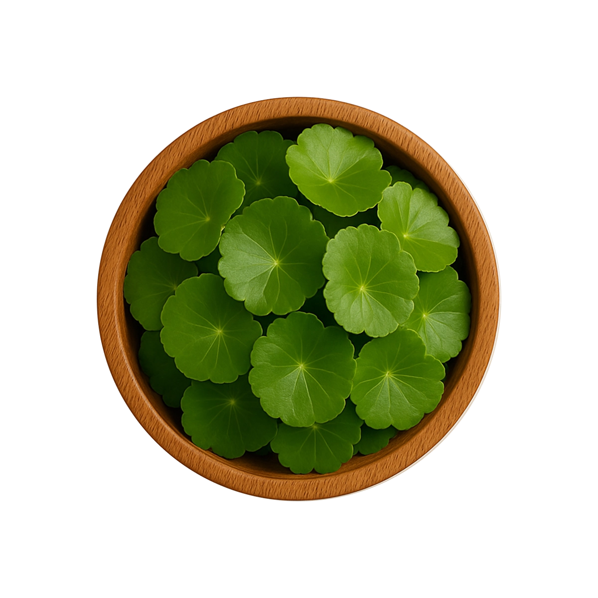 GOTU KOLA (CENTELLA ASIATICA).webp__PID:74195169-baa3-40f9-a30a-ac2884bb92ba